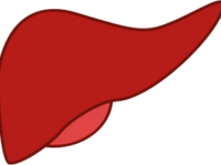 liver (1)