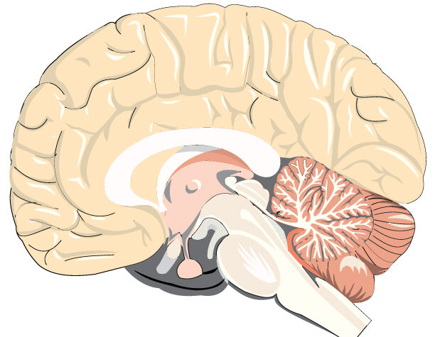 Brain-Cross-Section