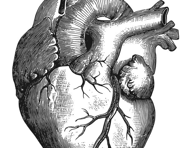 anatomical-heart