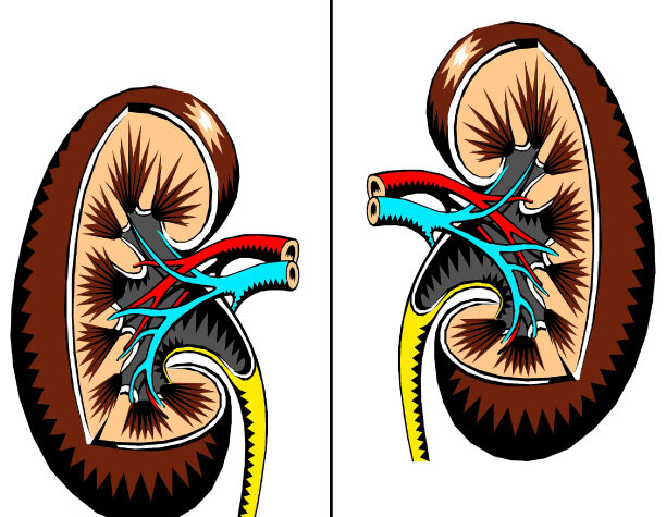 kidney