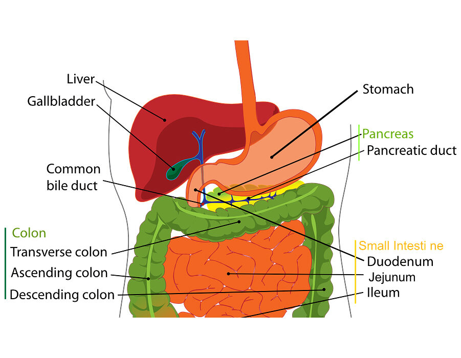 liver